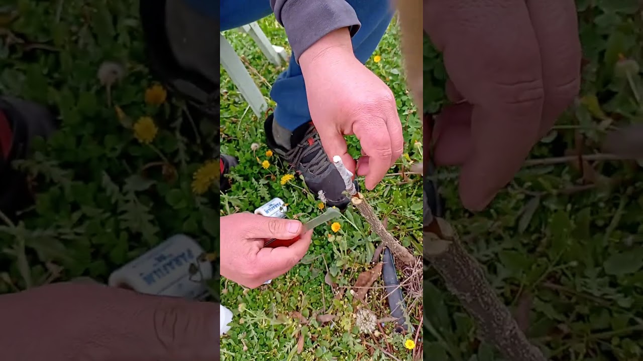 Εγκεντρισμός ροδιάς με καλέμι αχλαδιού