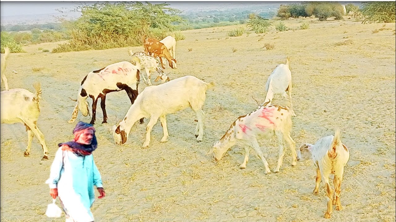 Village goat farming in Pakistan l desi bakri palna