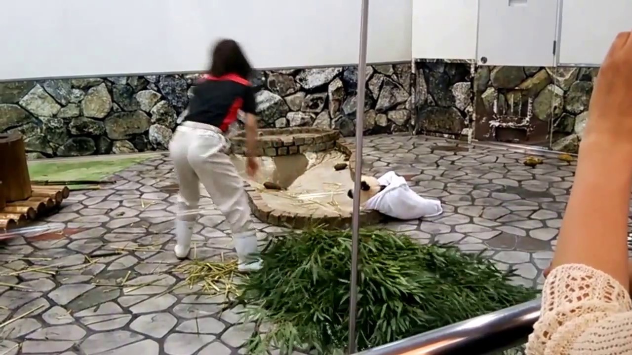 タオルで引きずられる姿が可愛いパンダ・Panda