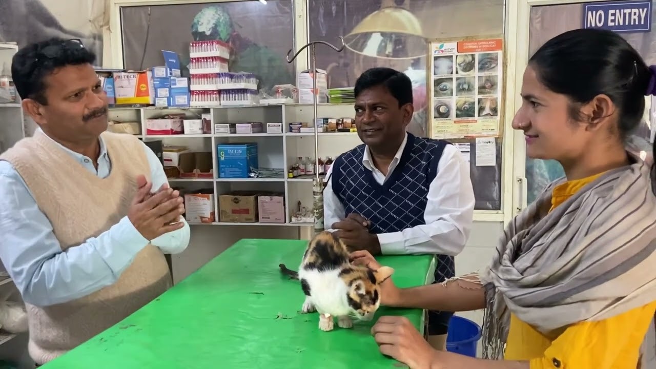 Disease of cat l Feline leukaemia l Dr Umar Khan