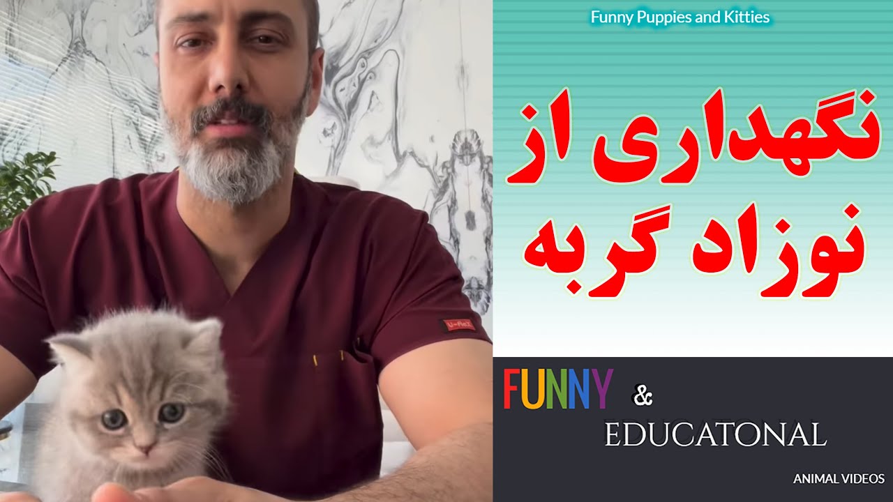 نگهداری از نوزاد گربه های بی مادر،همراه با خواندن اهنگی در اخر ویدئو
