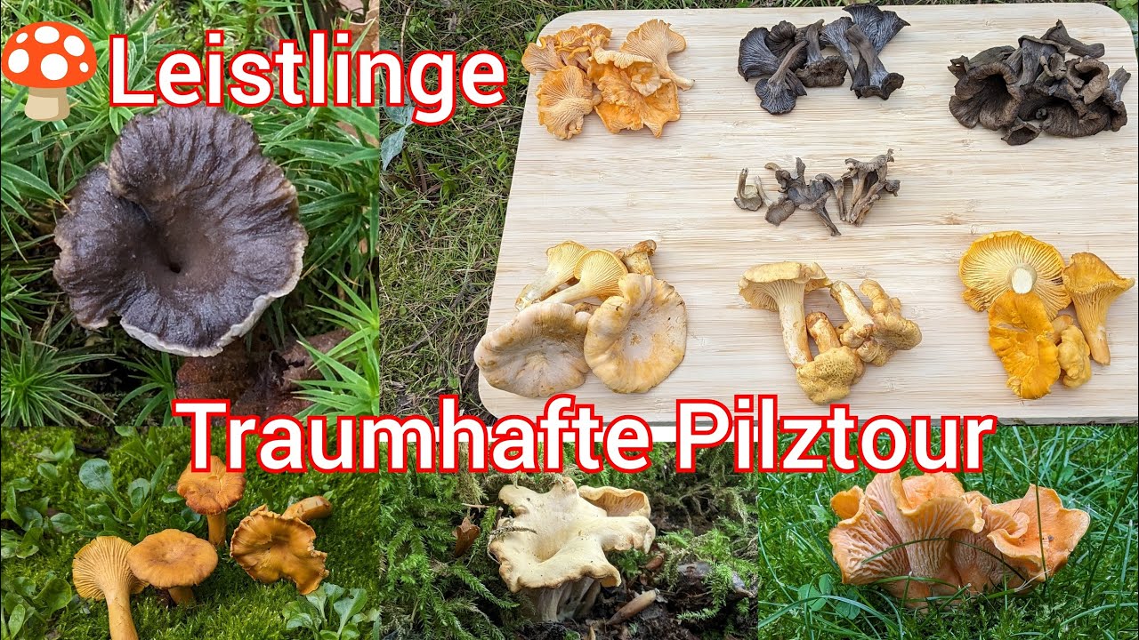 Pfifferlinge - Leistlinge sehen & verstehen
