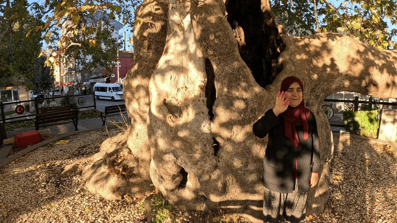 Çay Suyumuzu Doldurmaya Ağlasun'a Gittik.! Asırlık Koca Çınar'ı Ziyaret Ettik.