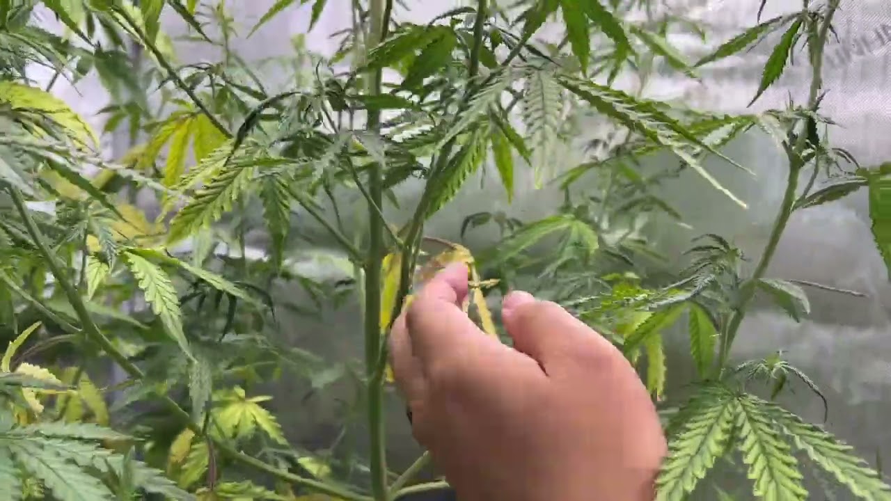 Чего ожидать на ранней стадии цветения