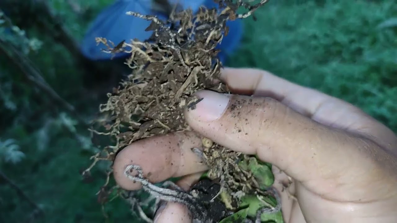 Dicas de Replante de Flores de Cera 2. Plantas de Pote Menor.