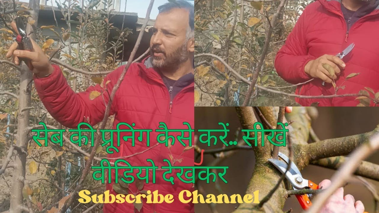 भाग -1 :: सेब की ऐसी कटिंग सिखाई की बहुत सारी कन्फूजन दूर हो गयी।