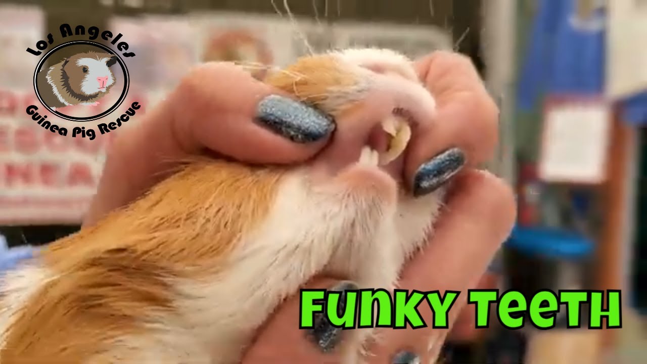Guinea Pig with Funky Teeth
