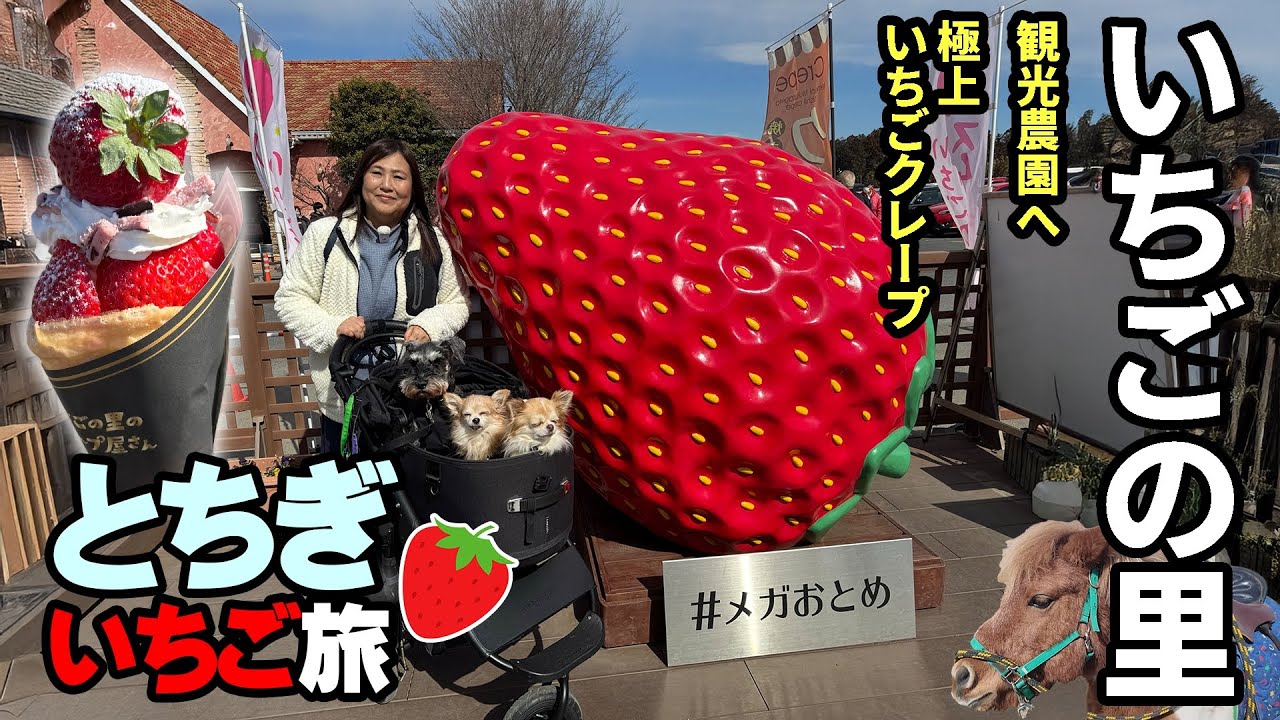 【とちぎ車中泊旅】アラフィフ夫婦とわんずで栃木いちごめぐりの旅　～いちごの里でいちご三昧。極上いちごクレープに感激！１日遊べる観光農園で可愛い動物たちがお出迎え！