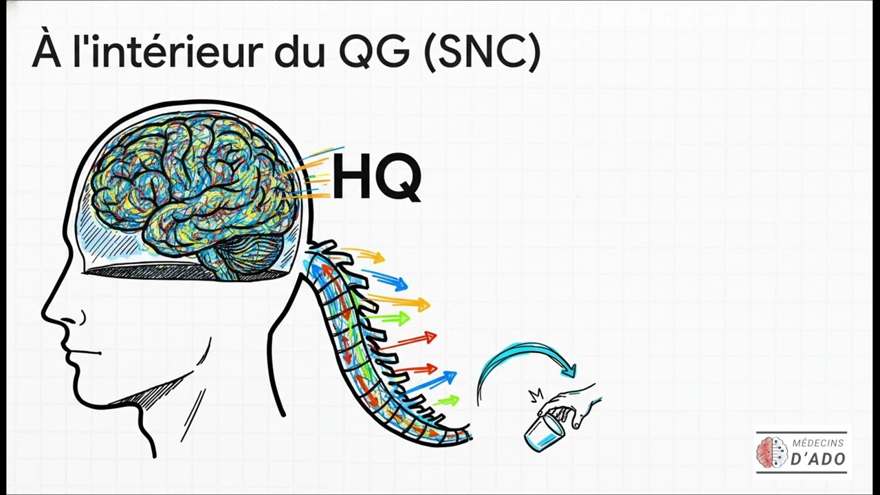 L'organisation du système nerveux, une architecture incroyable