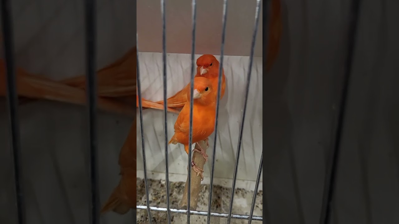Red canaries #canary #canarybird #birdbreeding #canarybreeding #canarybirdsinging #canarybelga