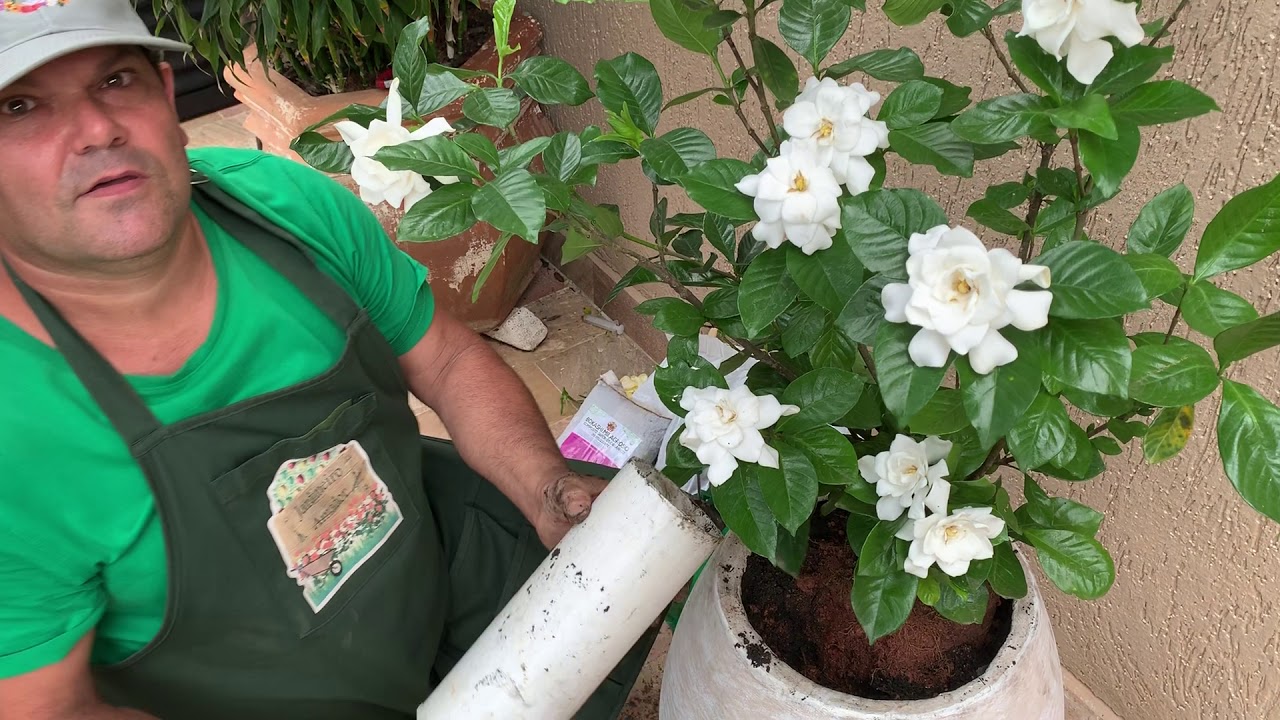 Gardenia | Como Cultivar em Vaso na Sua Casa e Jardim