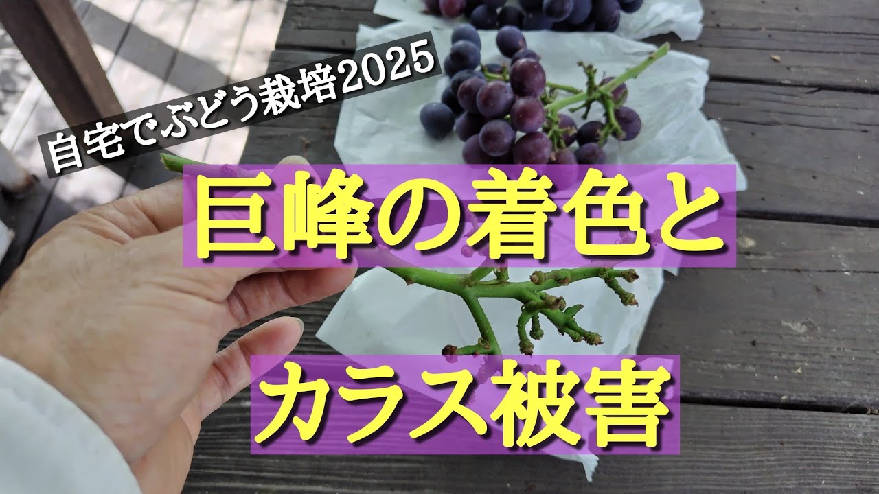 自宅でぶどう栽培／巨峰の着色とカラス被害