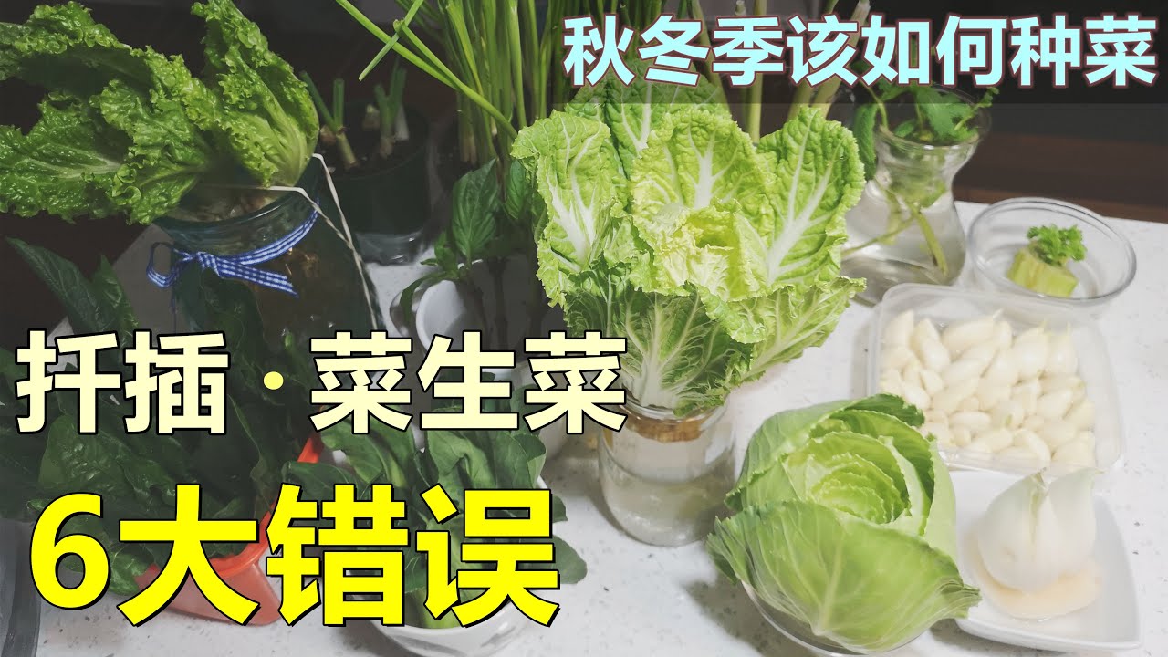 【再生蔬菜/扦插种植】的6大错误（种菜技巧） 6 mistakes of vegetables regrow/cutting planting
