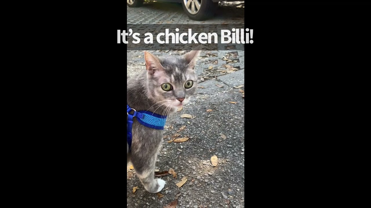 Play Help | BilliSpeaks