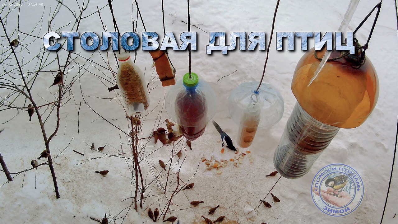 Кормушка для птиц 24 февраля 2026 года | сороки | (01)
