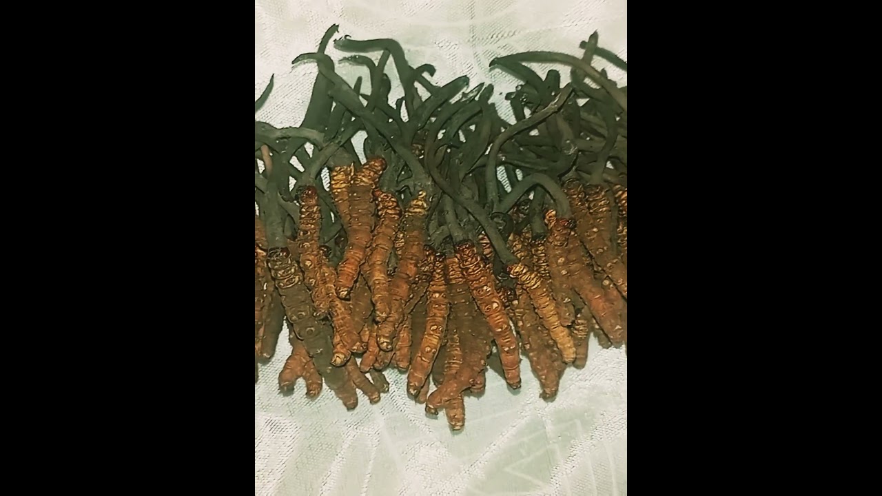 Yarcha Gonbu