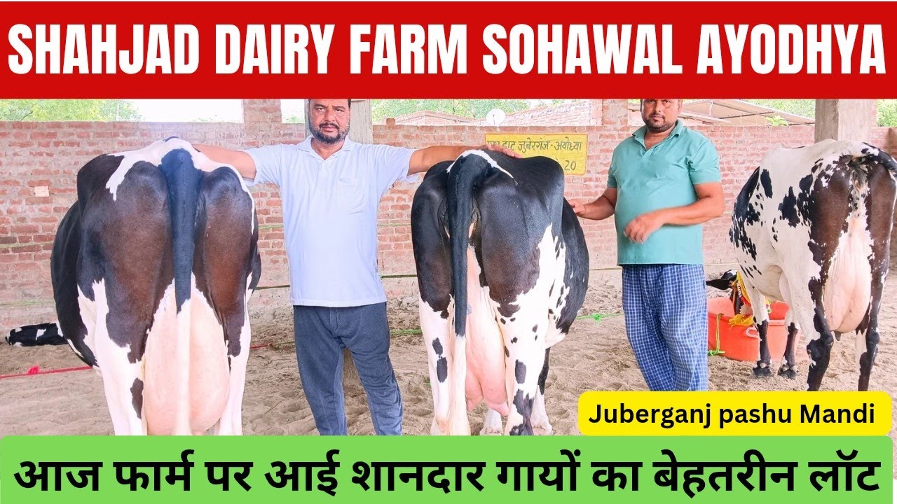 Shahjad dairy farm sohawal Ayodhya UP