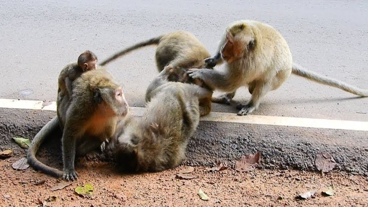 Good Leader Monkey to See All Member Monkeys in Group