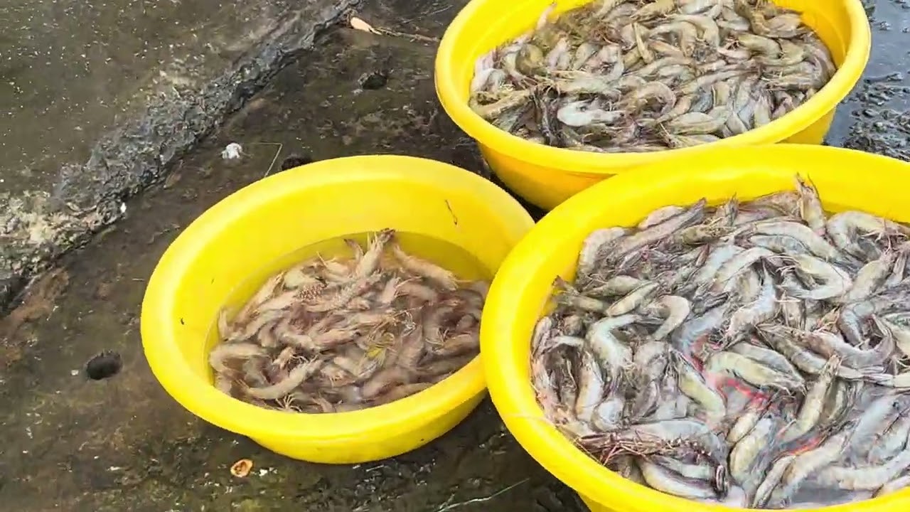 Cua 🦀 tôm ca mau 