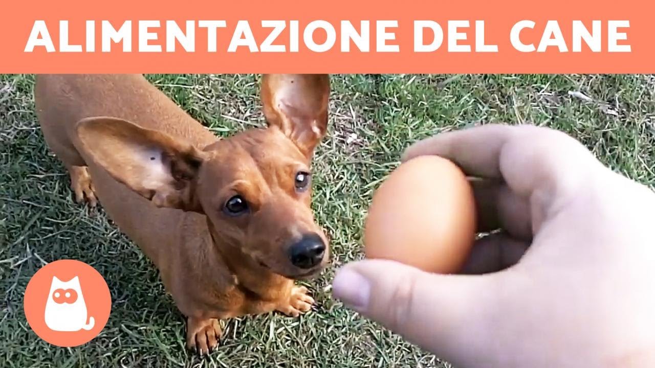 I cani possono mangiare le uova?