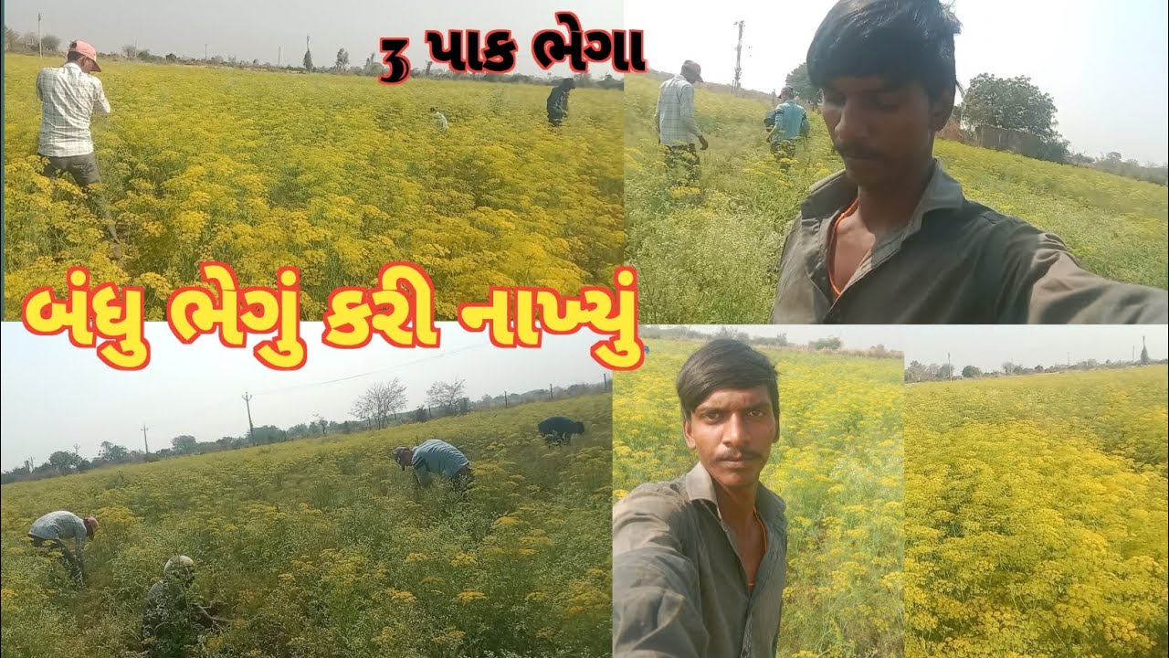 3 પાક ભેગા કરીને બગીચો બનાવી નાખ્યો 😂
