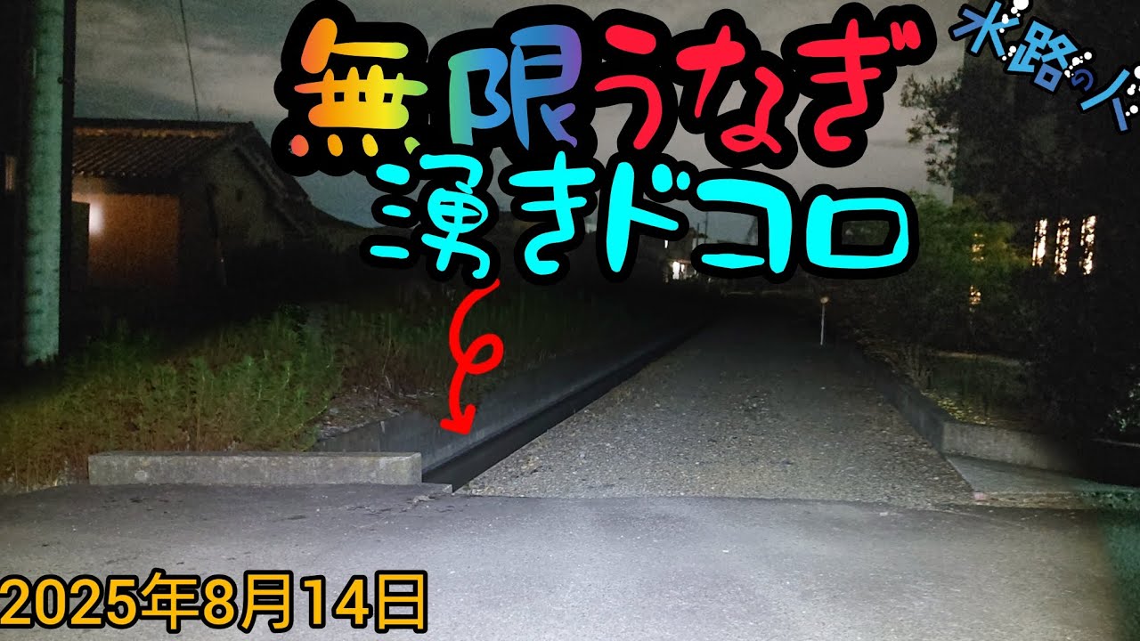 (第84夜)(25年8月14日)無限ウナギ湧きドコロ【天然ウナギを求めて】#ガサガサ #ウナギ捕り #ウナギ採り #採集 #タモ #うなぎ釣り #うなぎ