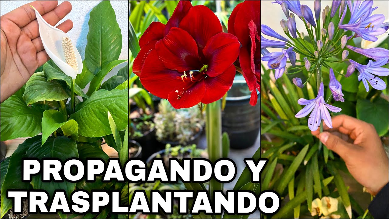 Trasplantando y propagando Plantas de Cuna de Moises, amaryllis, Corona de Cristo y AGAPANTOS