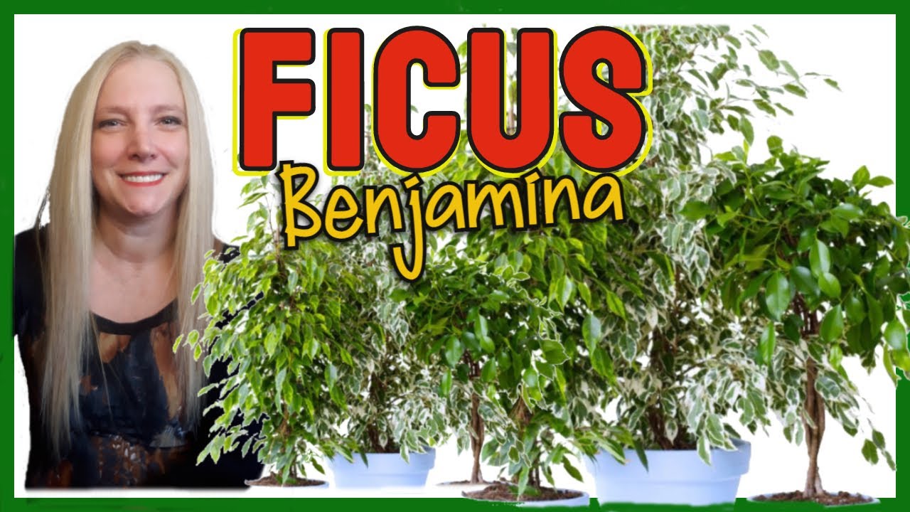 FICUS BENJAMINA │c&oacute;mo cuidar PLANTA FICUS BENJAMINA. @Ver&oacute;nicaCampaniniPlantas