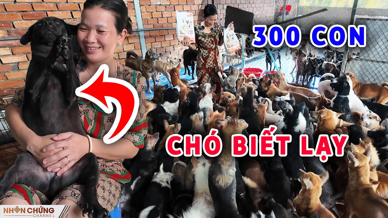 Cứu được chú chó biết lạy kỳ lạ chị gái nuôi luôn 300 con