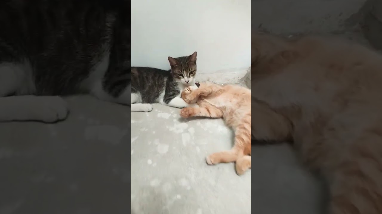 amor y odio 😺🙉 