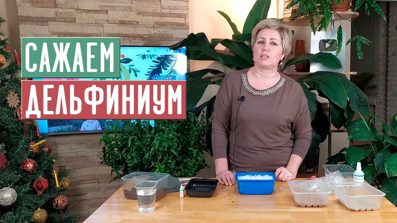СЕЗОН 2020: ПОСАДКА ДЕЛЬФИНИУМА Полная инструкция / Садовый гид