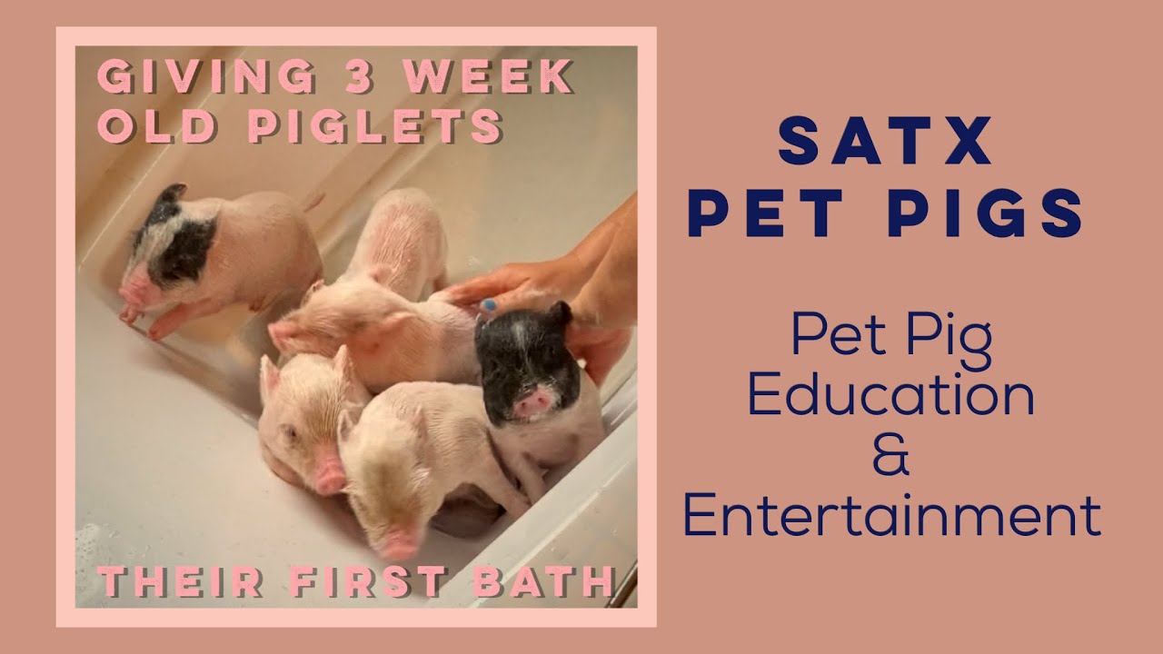 Giving Three Week Old Piglets Their First Bath