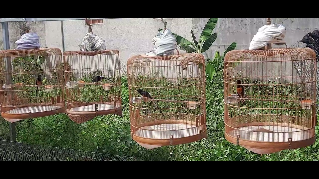chich chèo lửa bổi rừng nam cát tiên mùa 2 tex nhẹ cùng các a trong nhà