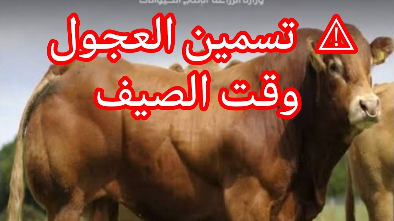 ⚠️ احذر! أخطاء شائعة في تغذية و تسمين العجول وقت الحر! نصائح مهمة جدًا
