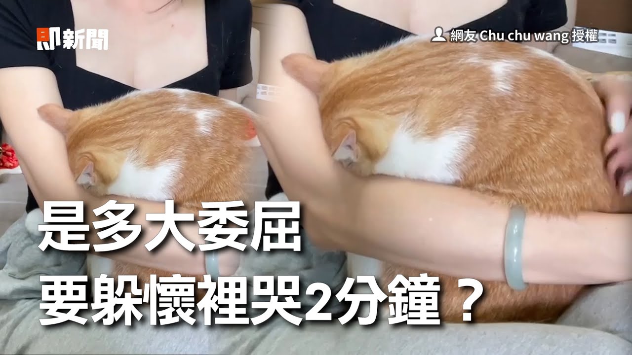 貓女兒埋懷裡大哭2分鐘　奴才傻眼：是有多委屈？｜The cat is being affectionate with GIRL.│寵物│貓咪｜猫｜ねこ│Pet│Cat│Kitten