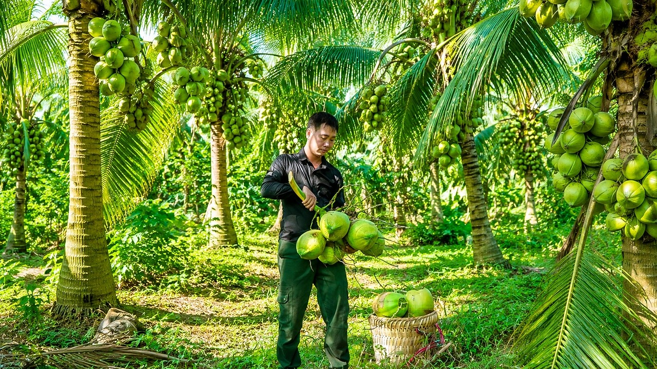 A Life of Freedom - Harvesting Fresh Coconuts and Cooking Traditional Dishes