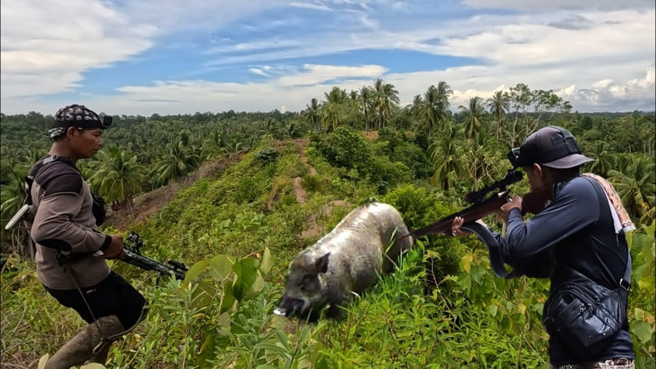PERBURUAN BABI HUTAN PENUH AKSI YANG MENEGANGKAN | Wild Boar Hunting |