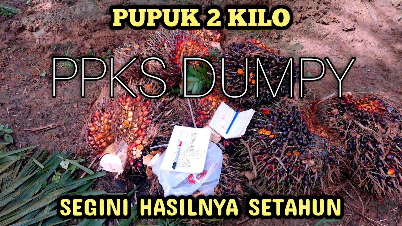 Rekap hasil panen sawit setahun varietas PPKS DUMPY U 6 thn 2,5 ha