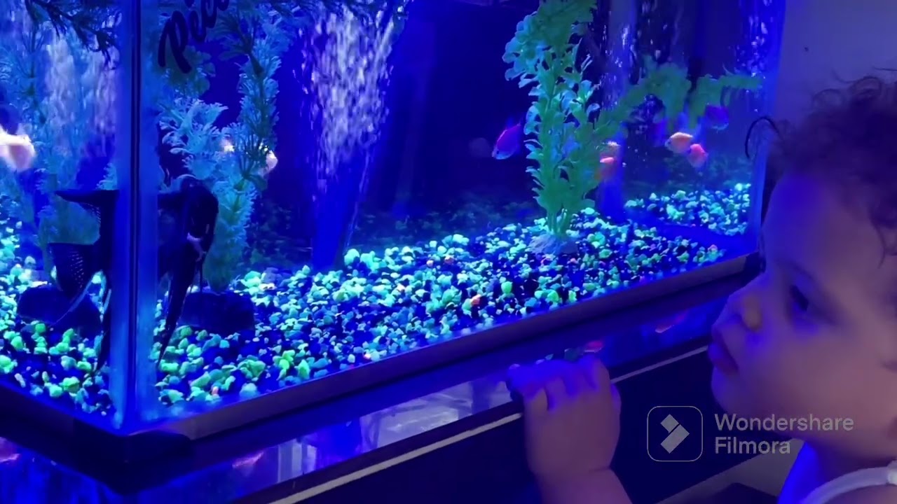 Recate de este hermoso acuario traído del más lejano sucio sorprendente 