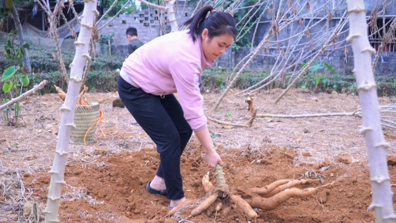 Harvesting Cassava and Cooking Traditional Dishes on a Firewood Stove
