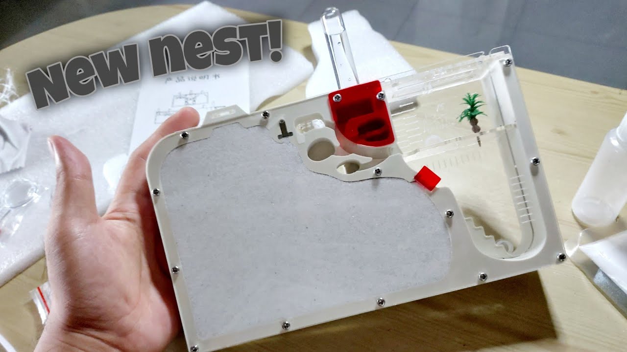 UNBOXING AN ACRYLIC ANT NEST (Formicarium) | Solenopsis geminata future nest