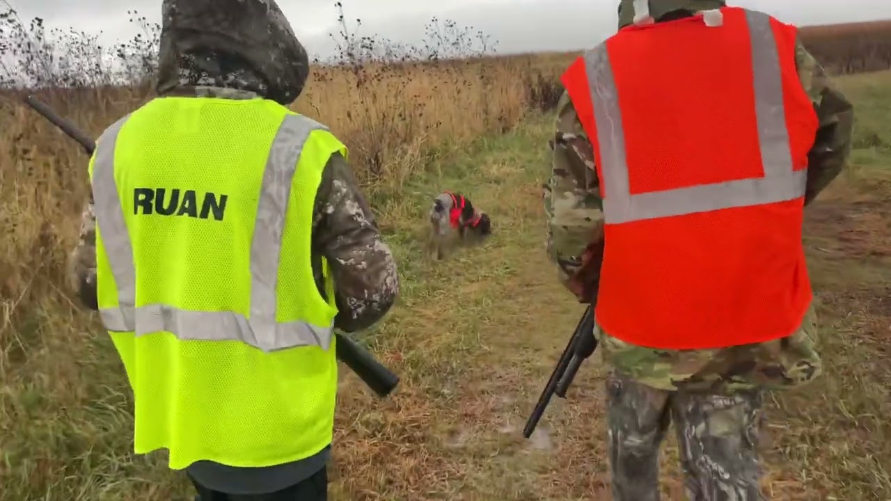 Hunting pheasant on the last day of youth season 2021