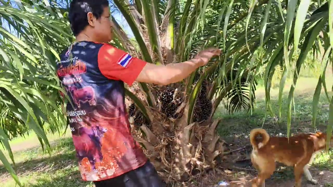 Fc อ.สว่างแดนดิน จ.สกล มาเยี่ยมชมสวน และจองกล้าปาล์ม ครับ 