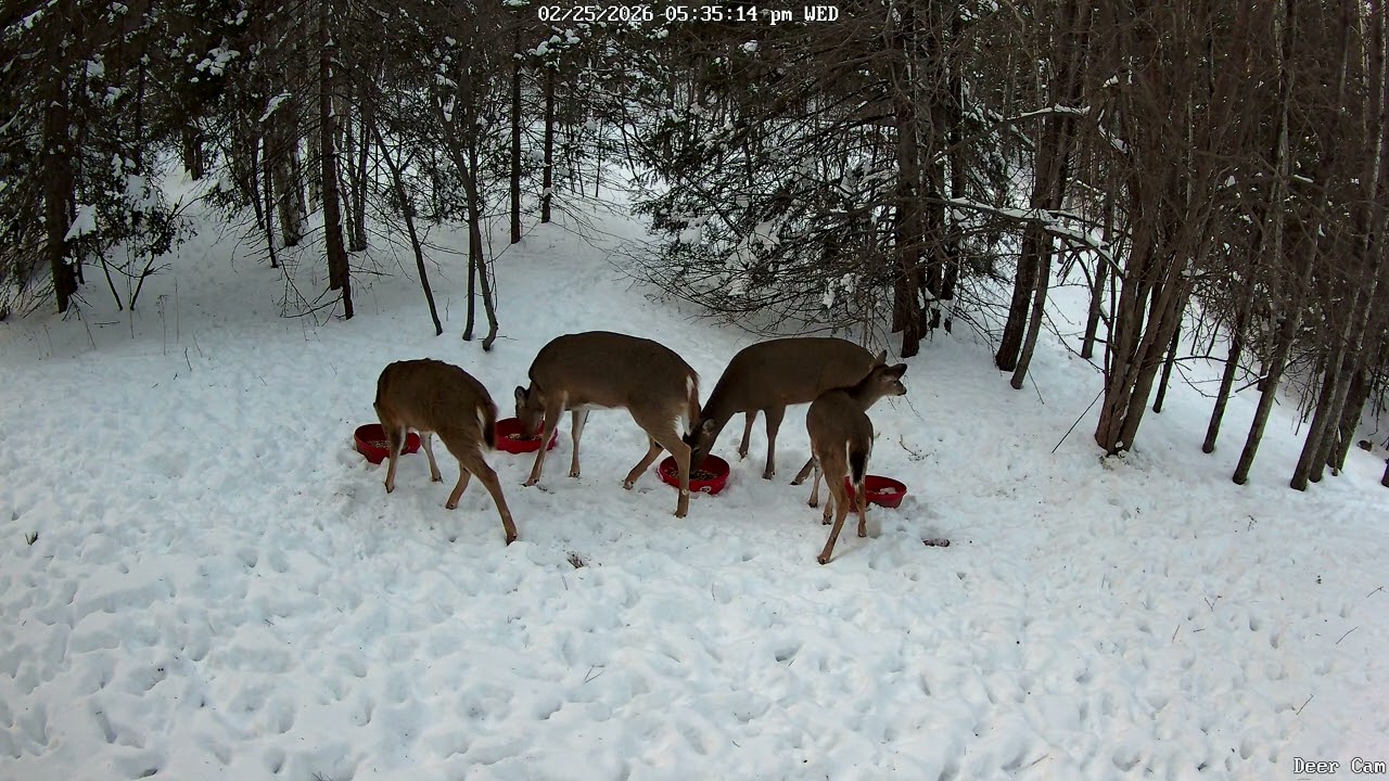 Deer 2-25-2026 5:23 PM