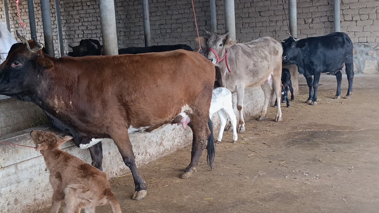 ГОВИ ФУРУШИ 3 САР НОМЕР 911217221 НАВОРИ ТОЗА 10 февраля 2026 