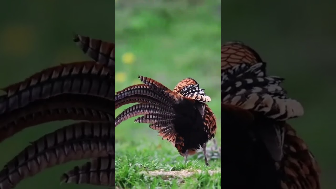 Golden Pheasant