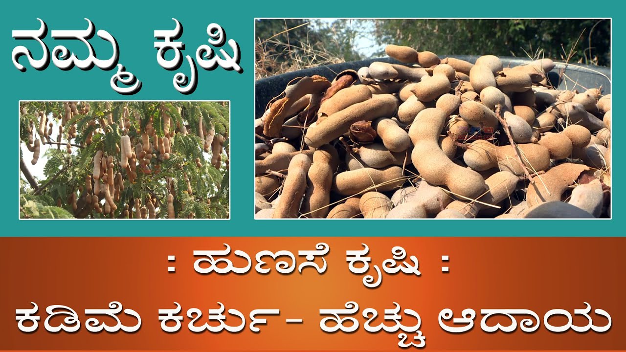 Tamarind Farming | ಹುಣಸೆ ಕೃಷಿ | Namma Krushi | #tamarind #farming #mundaragi