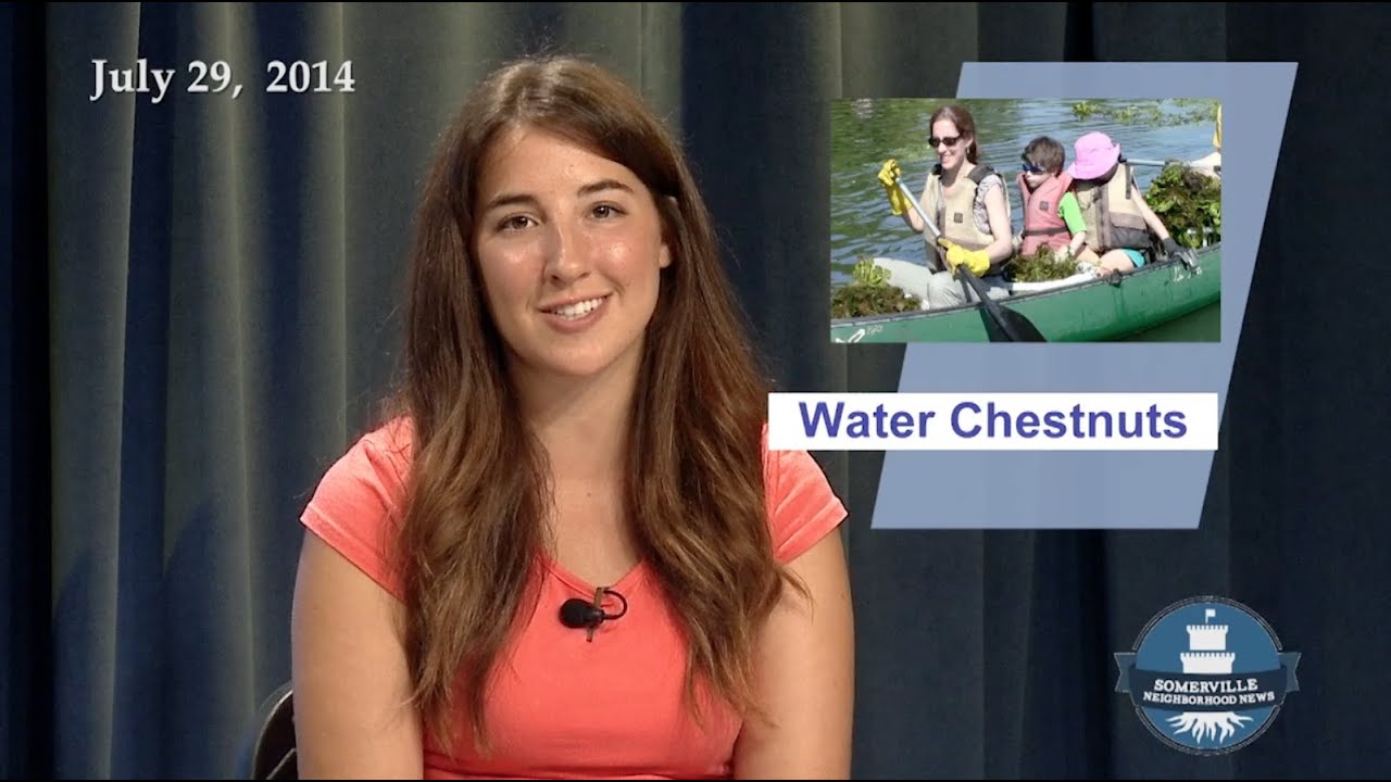 APN | Water Chestnuts