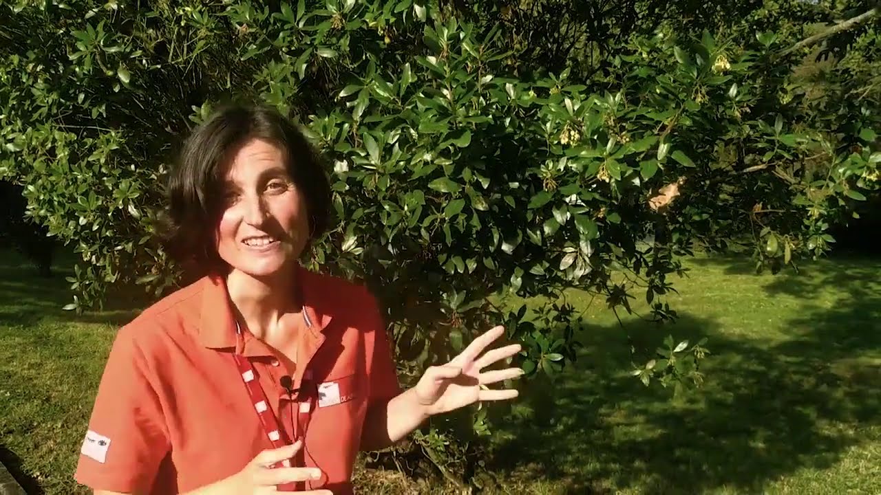 Madroño en Otoño 