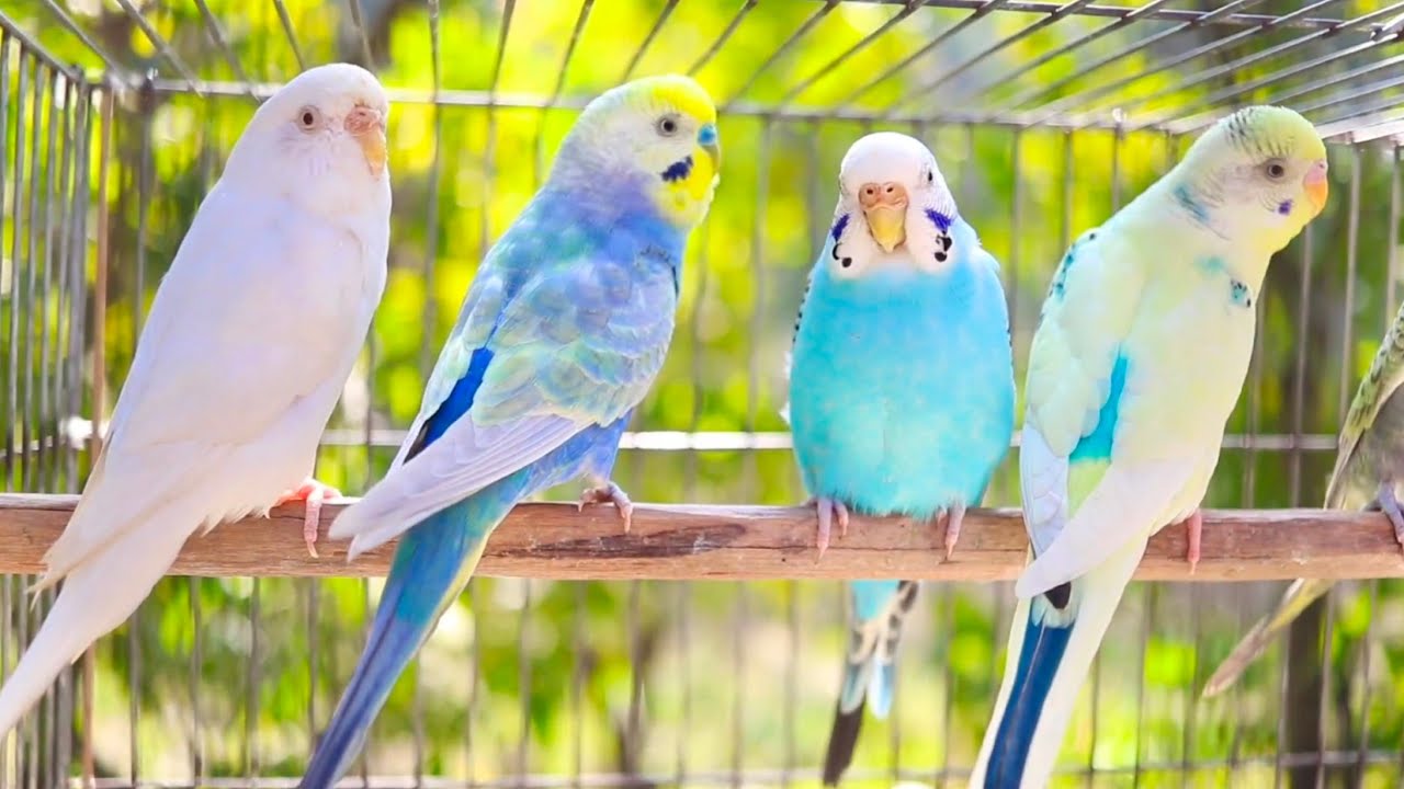 10 Hr Help Quiet Parakeets Sing by Playing This, Cute Budgies Chirping. Reduce Stress of lonely Bird